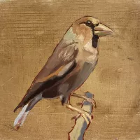 Studie can een vink, Barcelona