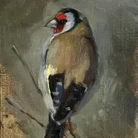 studie naar Distelvink